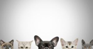 the heads of four cats and one Frenchie dog seen peeking from the eyes up along the bottom edge of the image